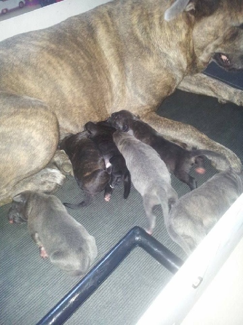 Naissance de 6 chiots Cane Corso