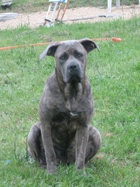 Cane corso