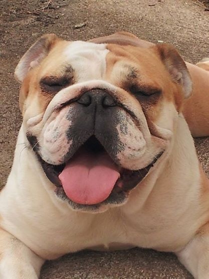bulldog anglais